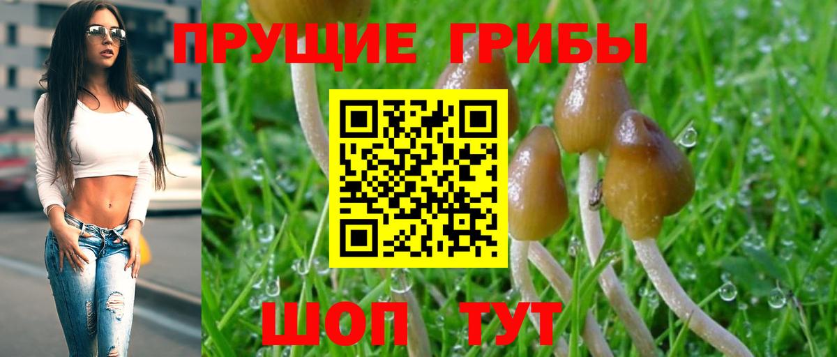 Галлюциногенные грибы Psilocybe Клинцы